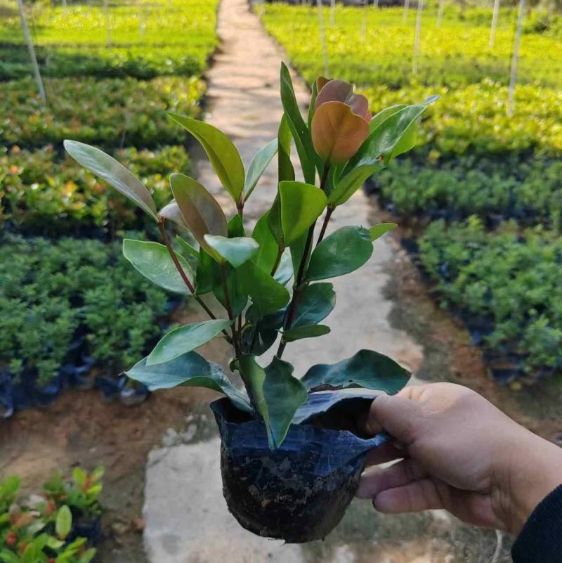 龙船花