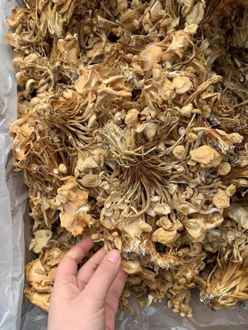 干金针菇今年新货批发量大从优跑江湖摆地摊货源