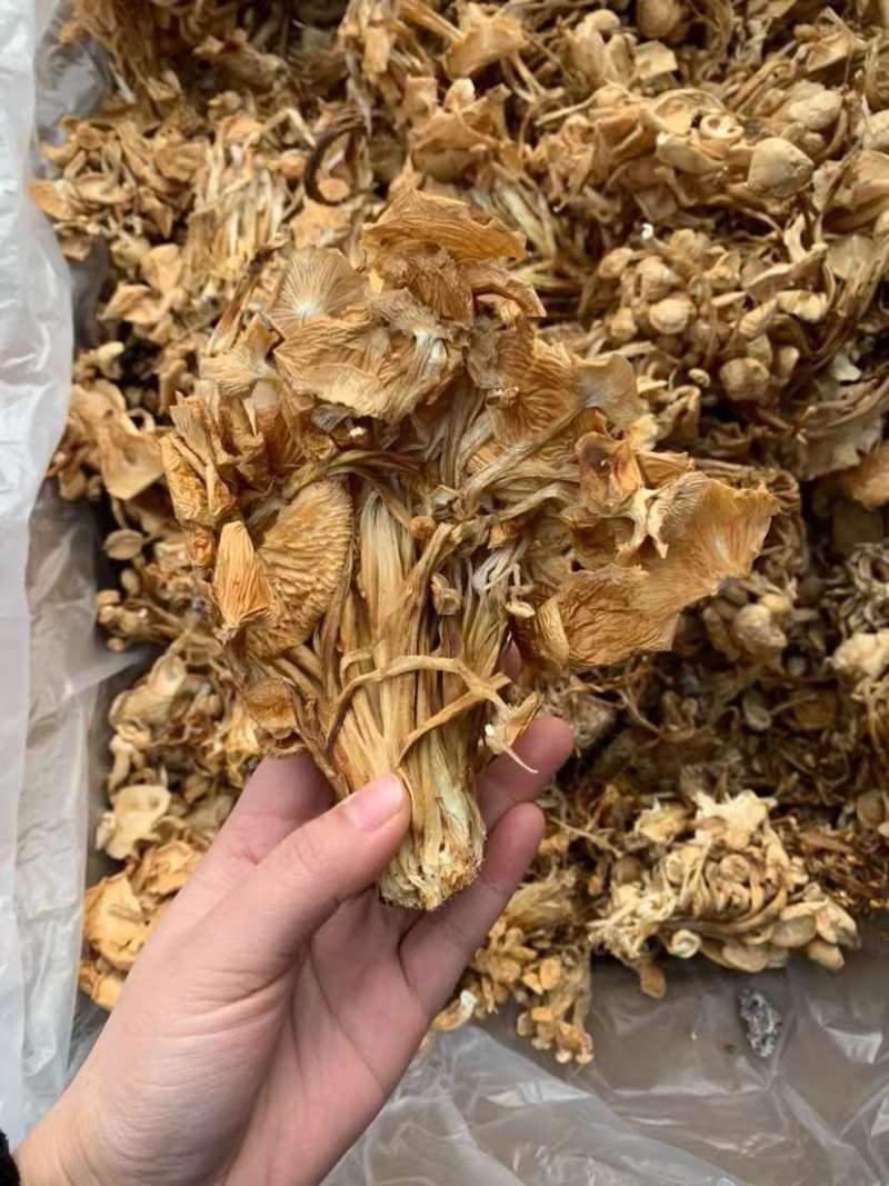 干金针菇今年新货批发量大从优跑江湖摆地摊货源