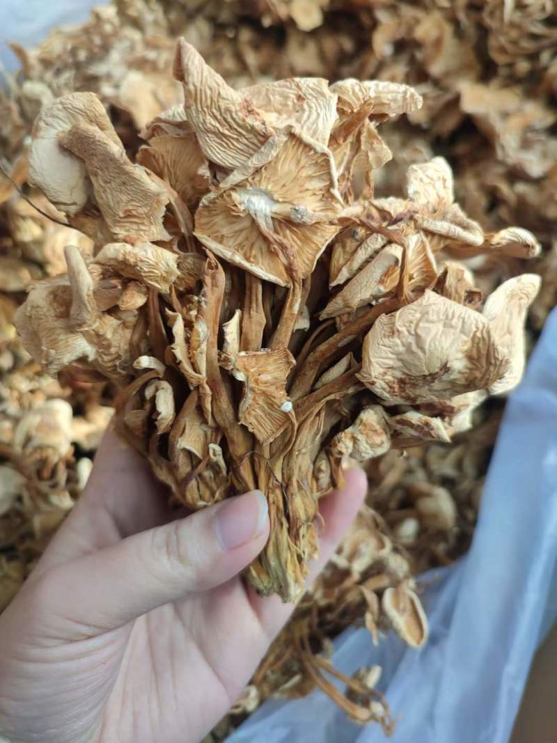 干金针菇今年新货批发量大从优跑江湖摆地摊货源