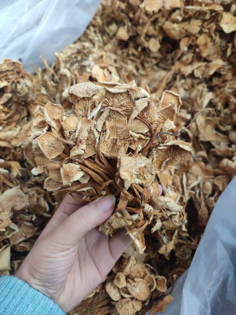 干金针菇今年新货批发量大从优跑江湖摆地摊货源