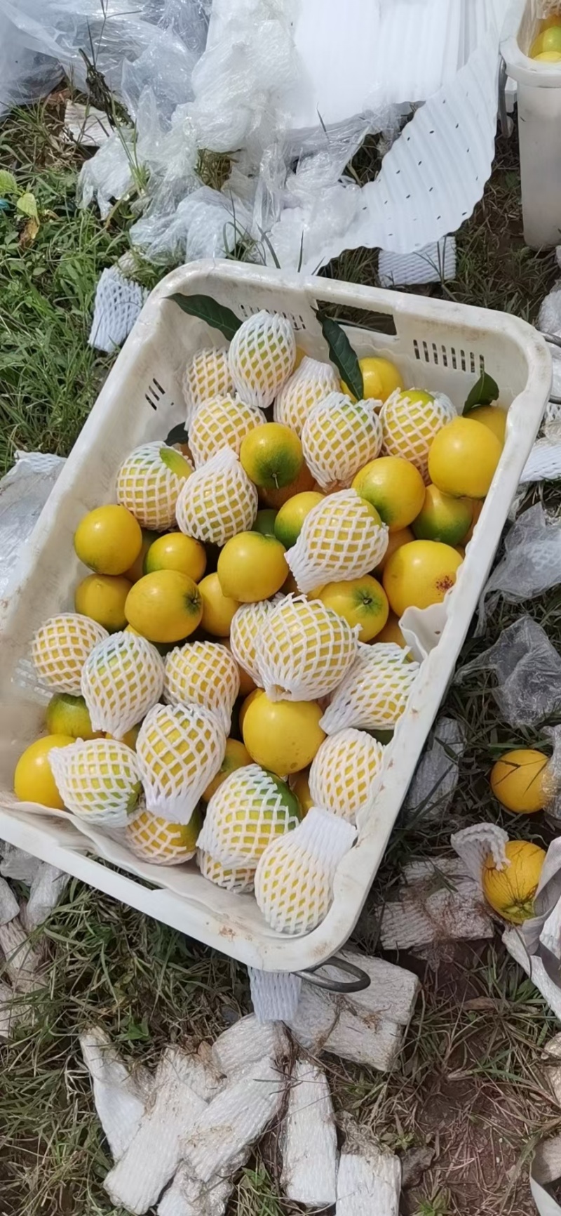 云南黄晶果/雅美果品质好质量稳定对接各种渠道老板