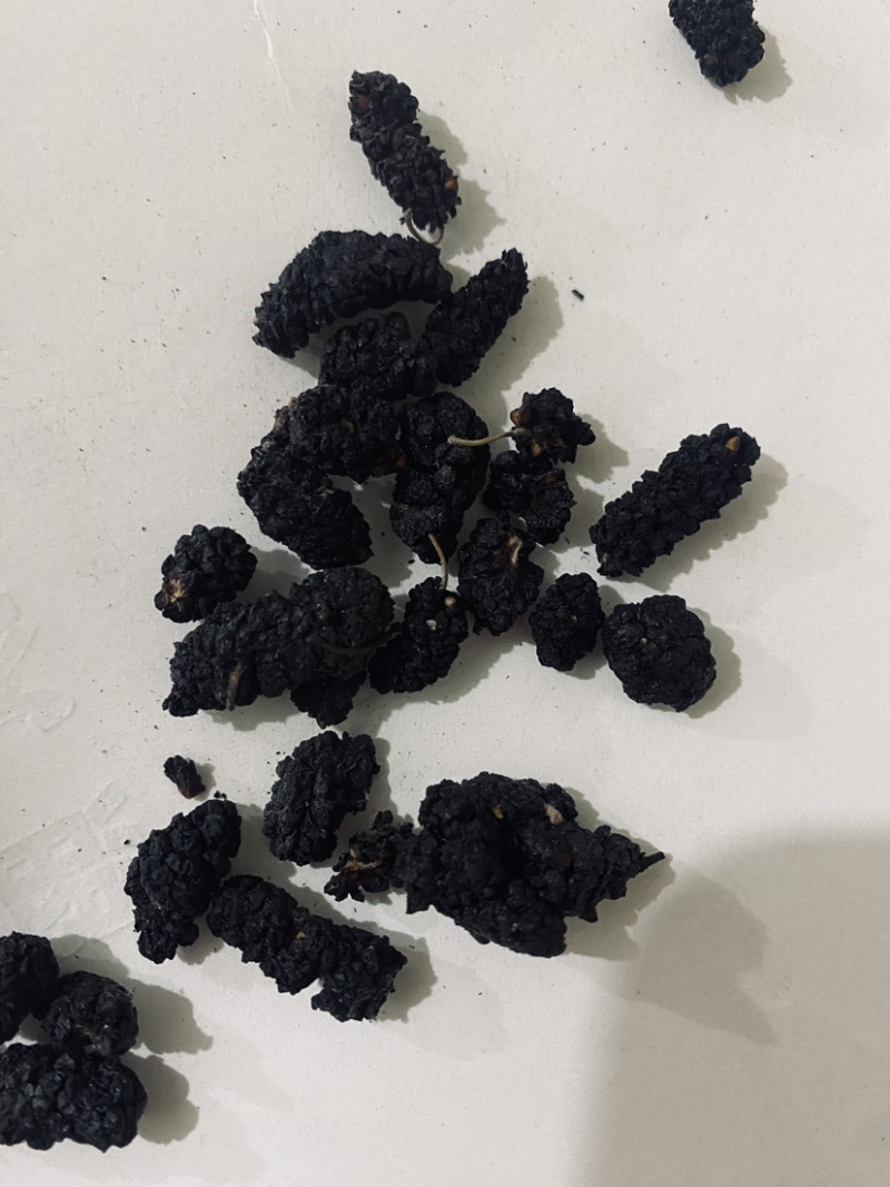 桑葚子