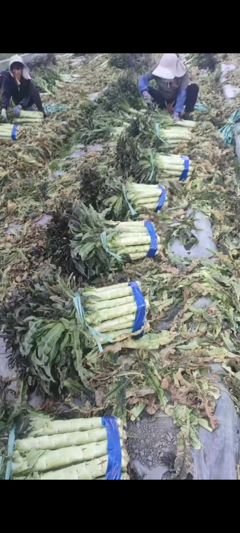 大理莴笋精品