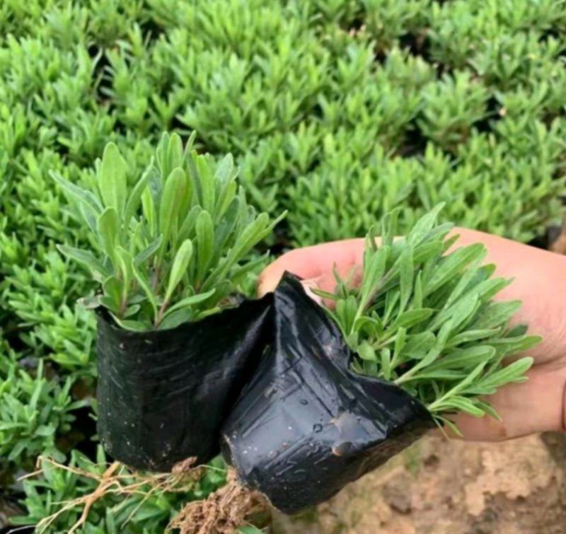 薰衣草