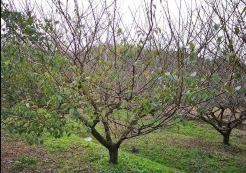 青梅树