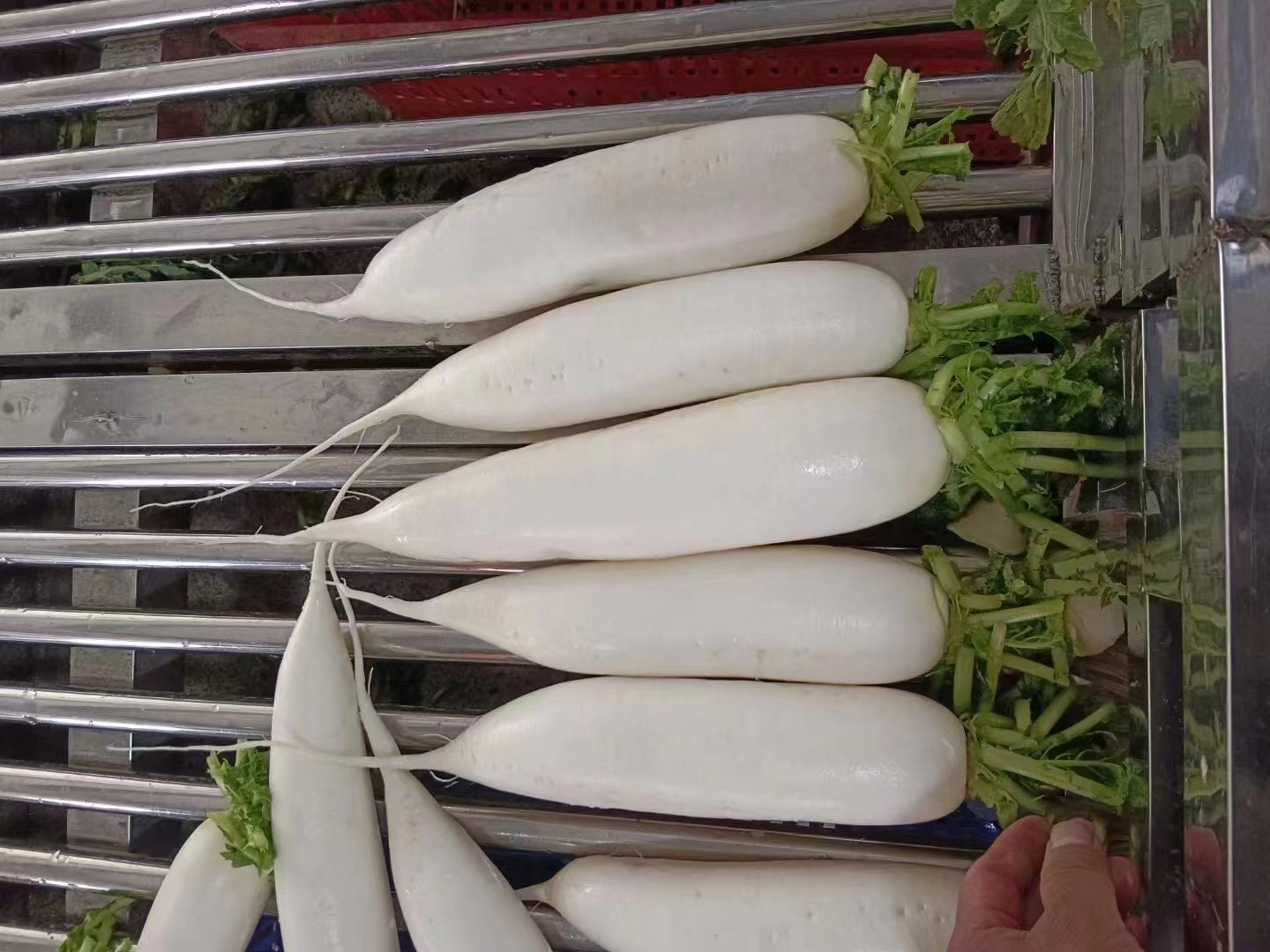 白萝卜清洗与切丝过程