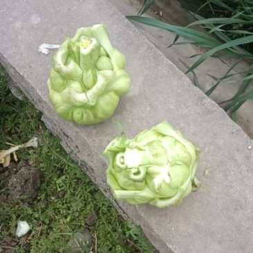 榨菜