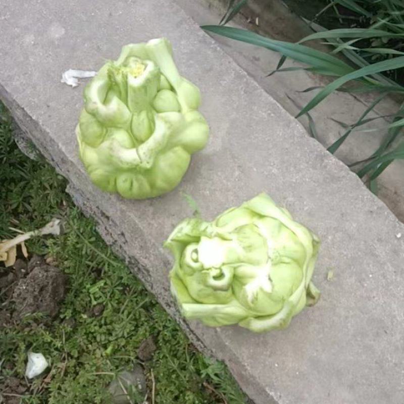 榨菜
