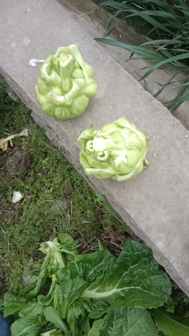 榨菜