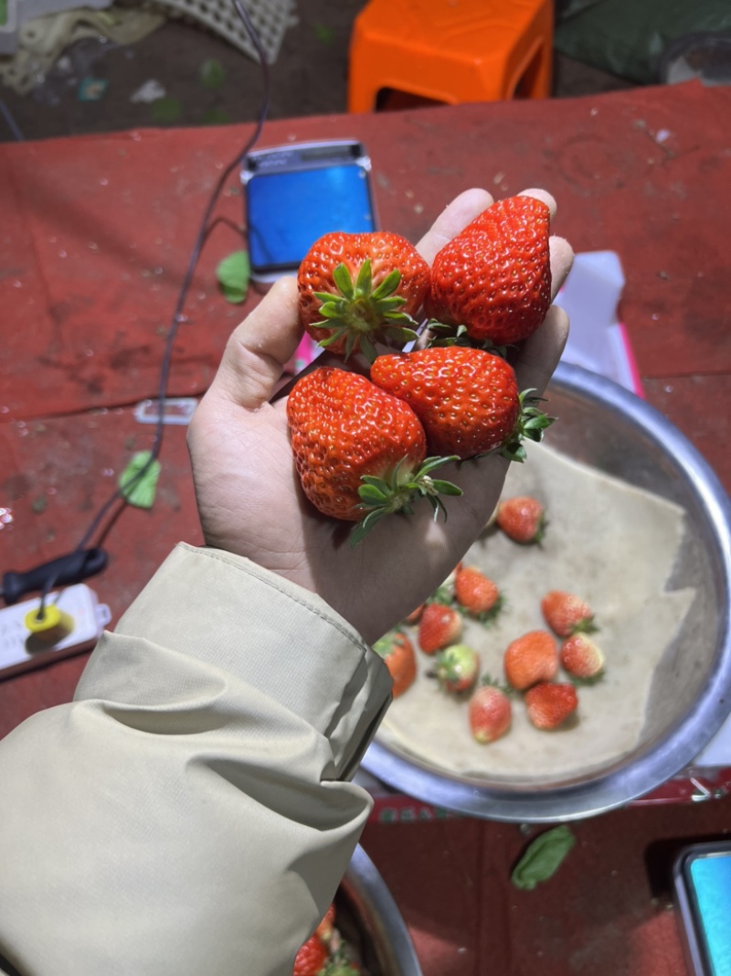 草莓代收联系我，种植户
