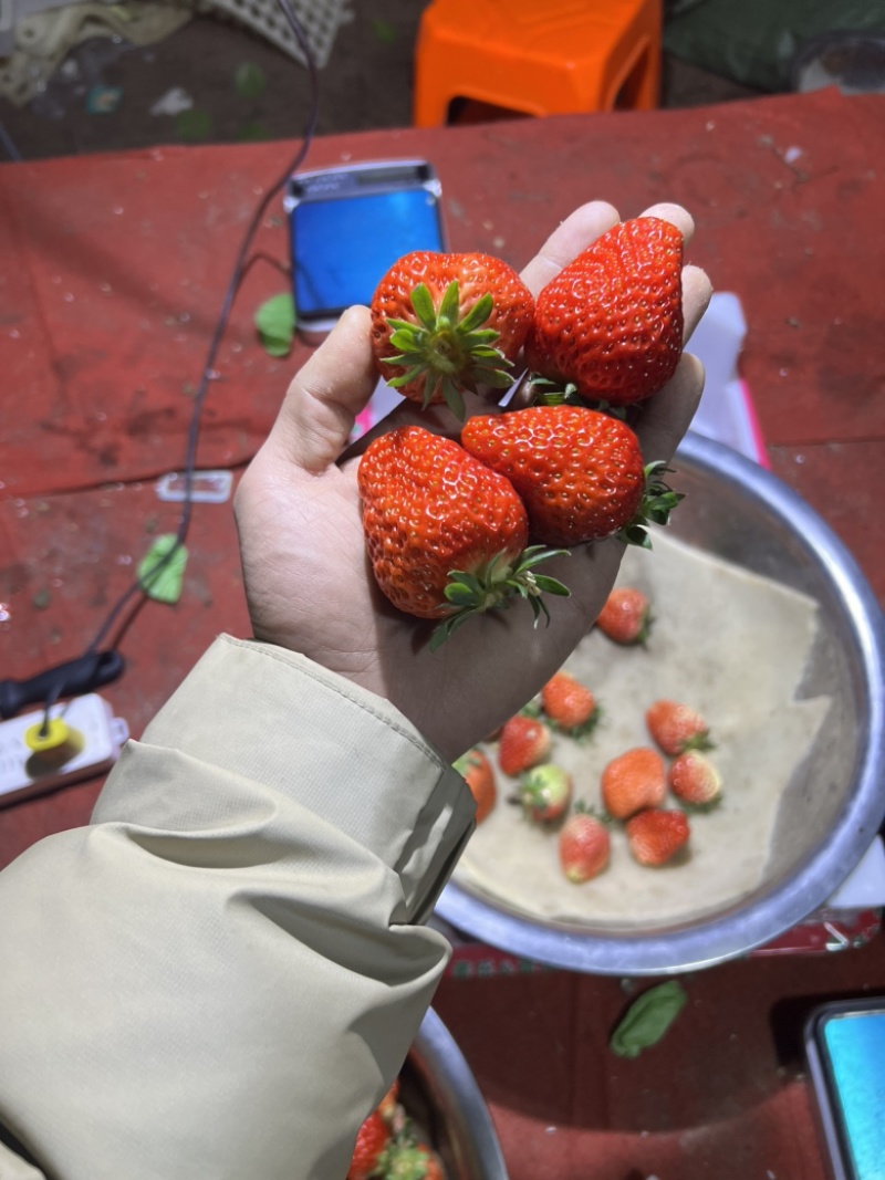 草莓代收联系我，种植户