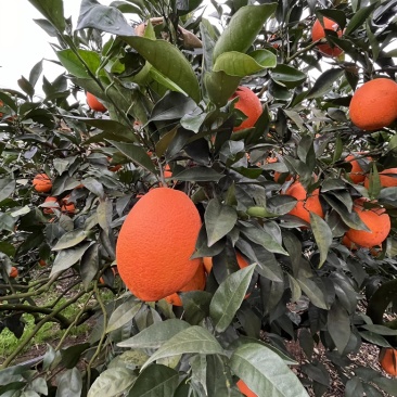 【奉节脐橙】自家种植质量保证原产地直发全国发货欢迎订购