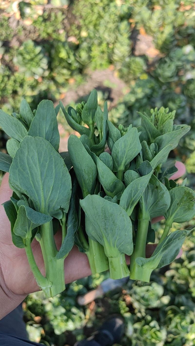 矮脚菜菜苔，精品菜苔，上海青菜苔，小黑菜菜苔，菜心