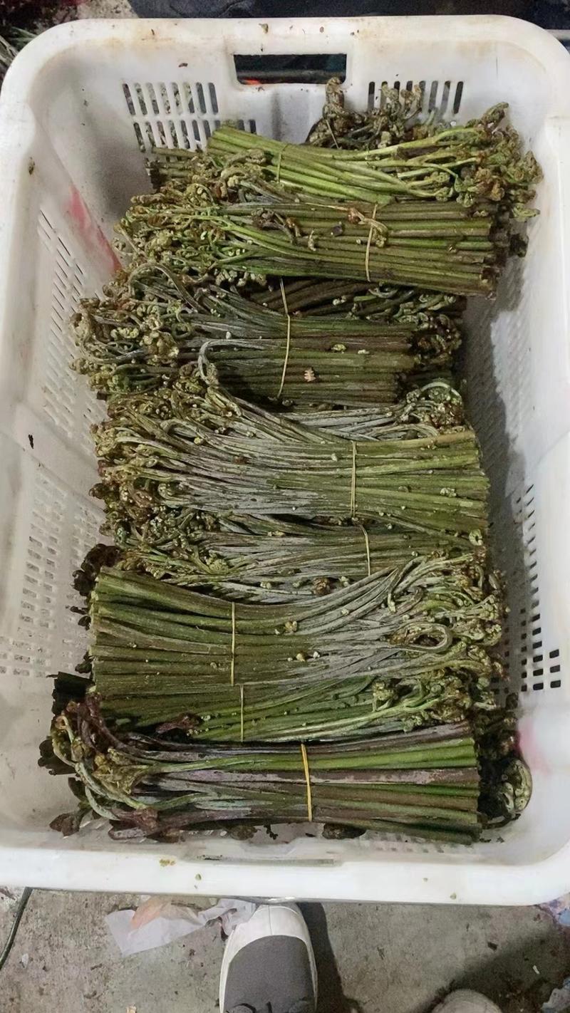 贵州野生蕨菜精品