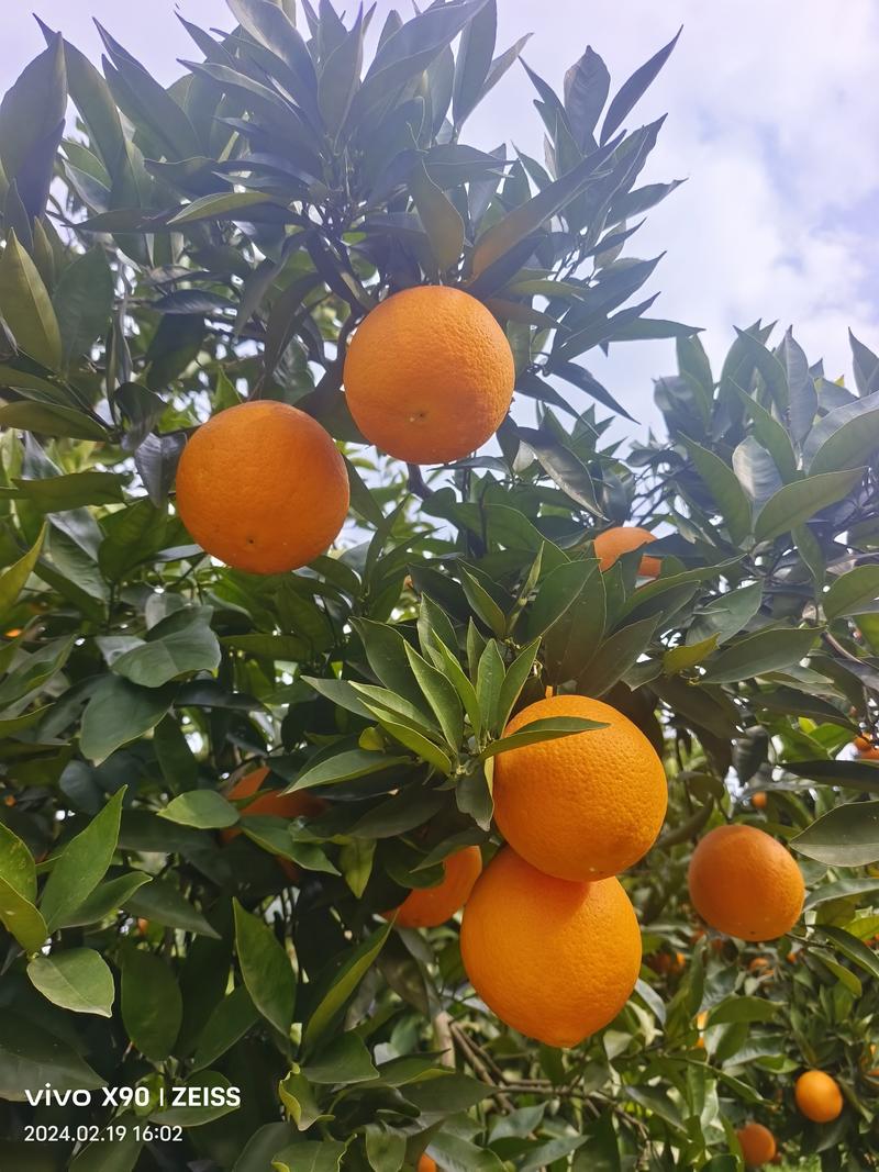 奉节脐橙长虹纽荷尔毛毛钱，海量货源，可视频看货，代发全国