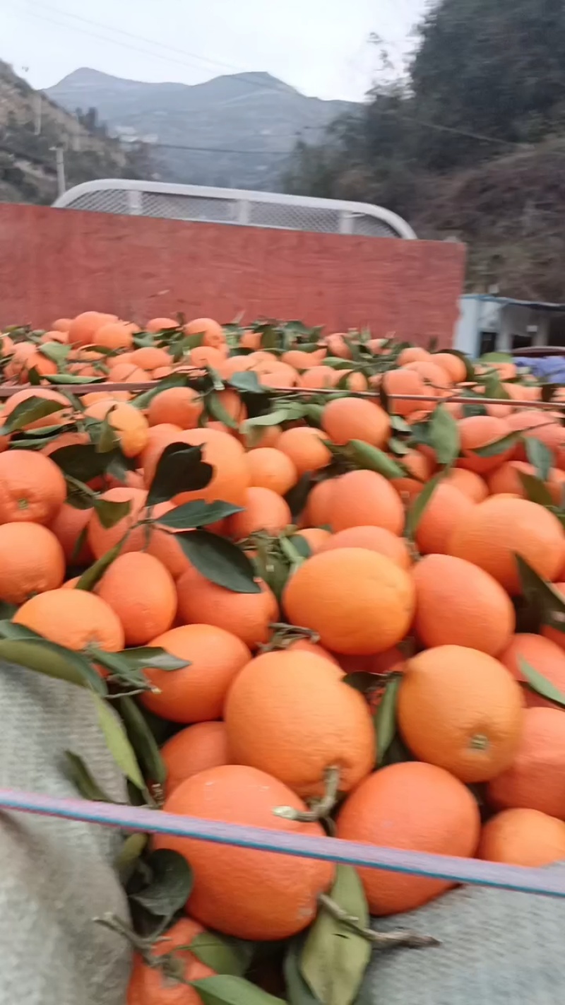 奉节橙子品质保证产地直发可视频看货欢迎咨询