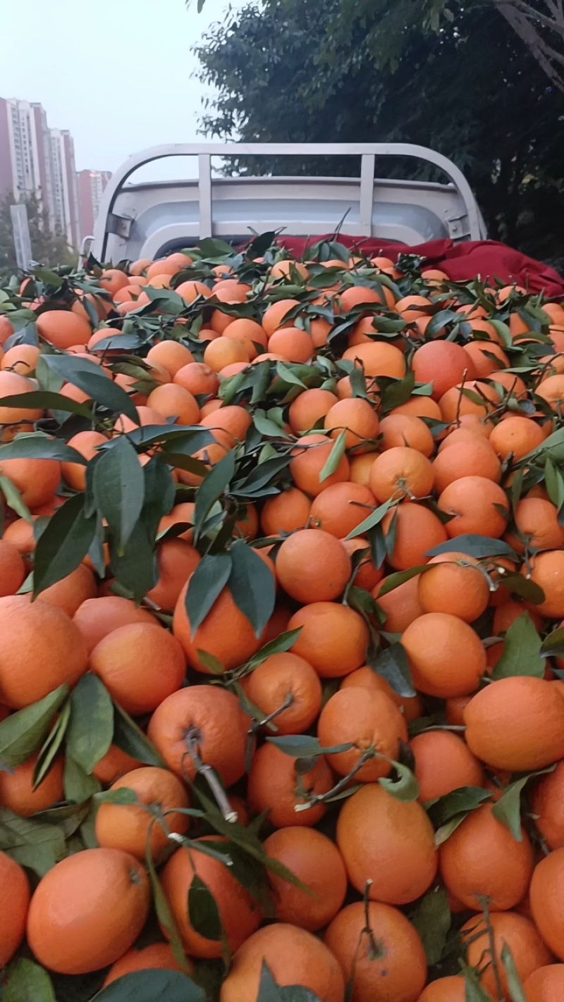 奉节橙子品质保证产地直发可视频看货欢迎咨询