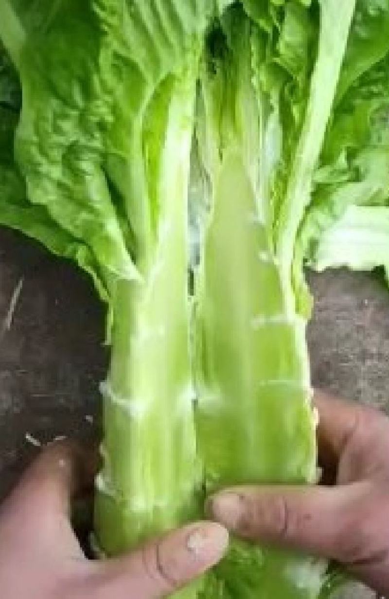 莴笋种子翡翠耐热品质型香尖叶2＿8月高温期适宜种植