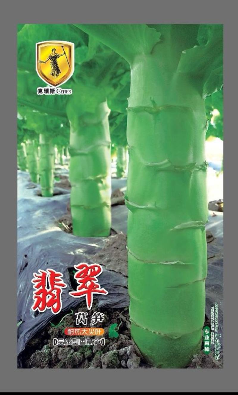 莴笋种子翡翠耐热品质型香尖叶2＿8月高温期适宜种植