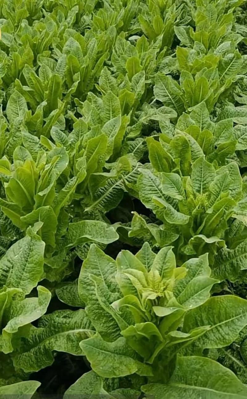 莴笋种子翡翠耐热品质型香尖叶2＿8月高温期适宜种植