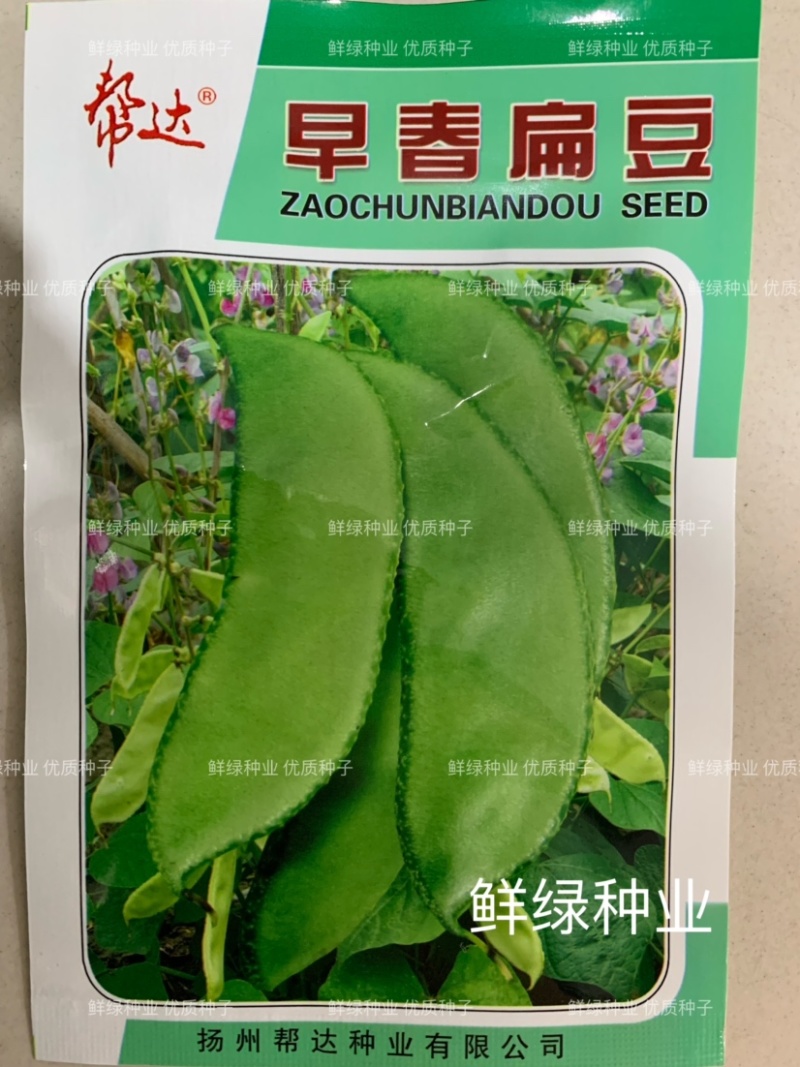 帮达早红边扁豆早熟丰产鲜荚边缘深红色纤维少红边眉豆