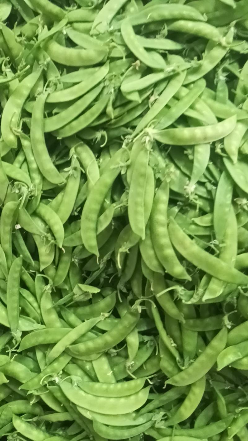 荷兰豆产地直发品质保障量大优惠对接商超市场社区团购