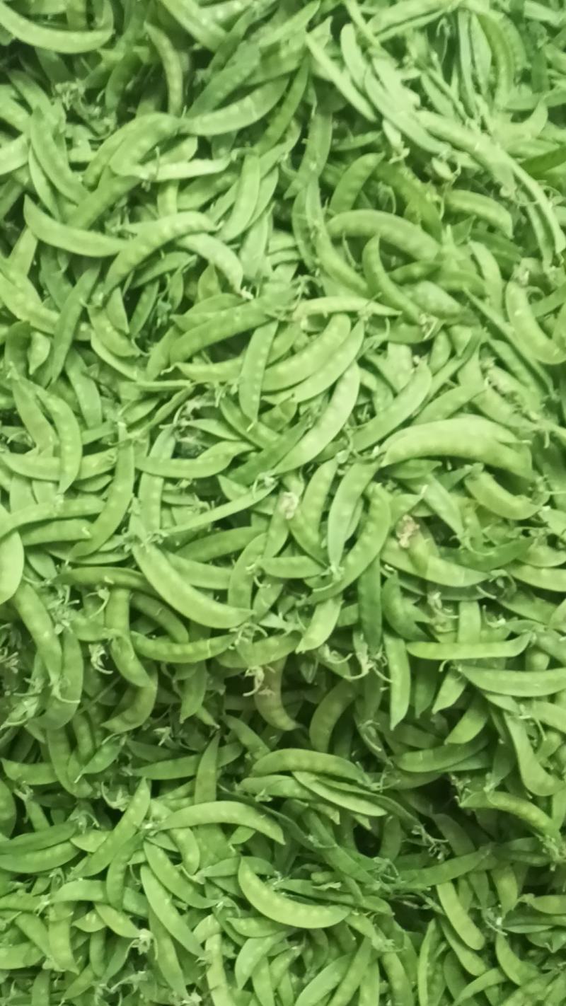 荷兰豆产地直发品质保障量大优惠对接商超市场社区团购
