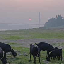 四川黑山羊