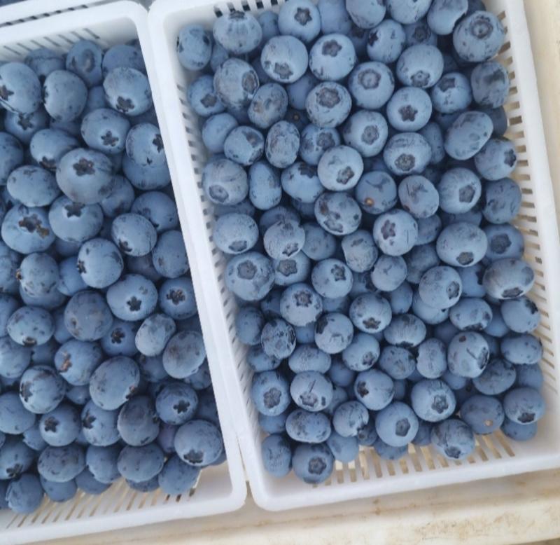 【山东蓝莓】H5Lf6瑞卡L25产地直销全国发货