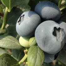蓝莓全国发货量大从优