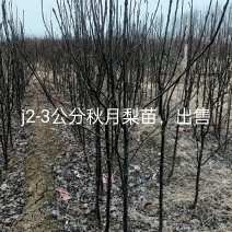新品种桃树苗