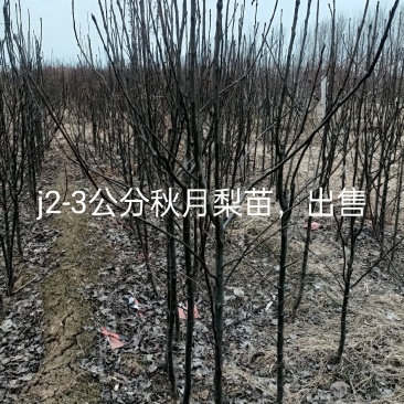 新品种桃树苗
