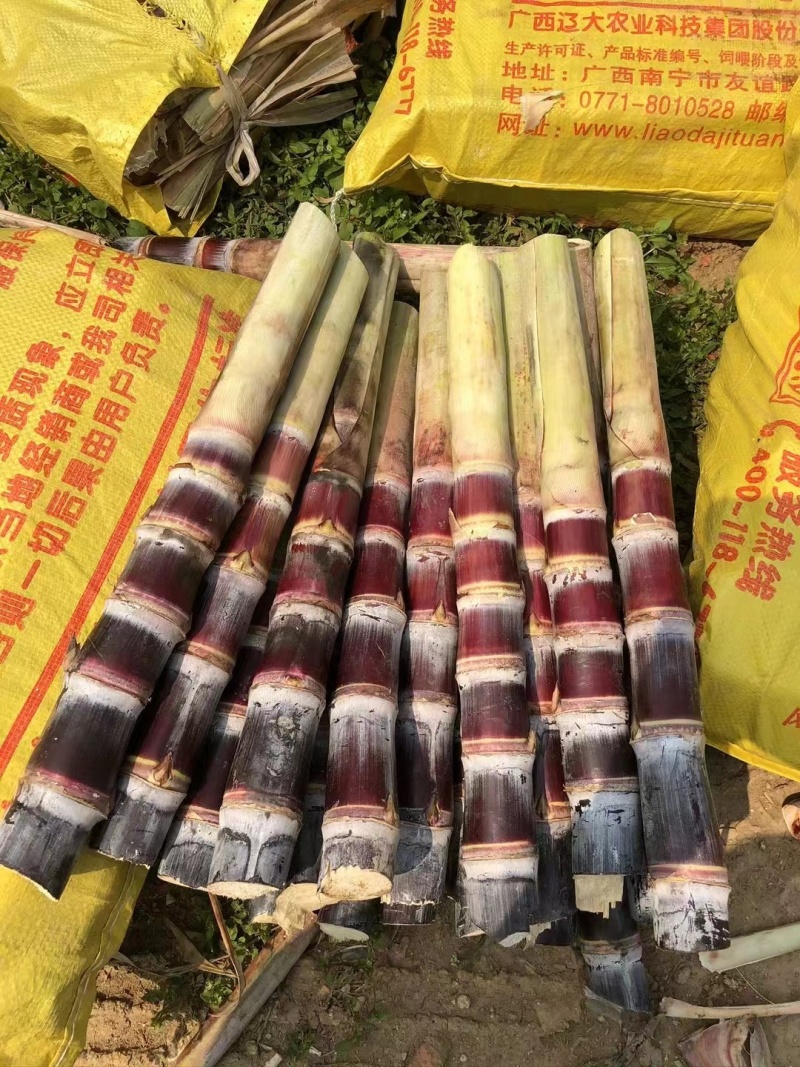 【精品】广西黑皮甘蔗苗物美价廉欢迎联系
