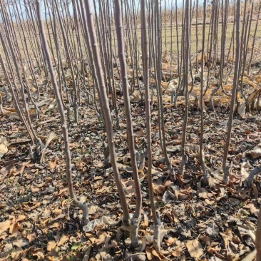 苹果苗