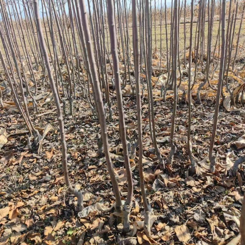 苹果苗