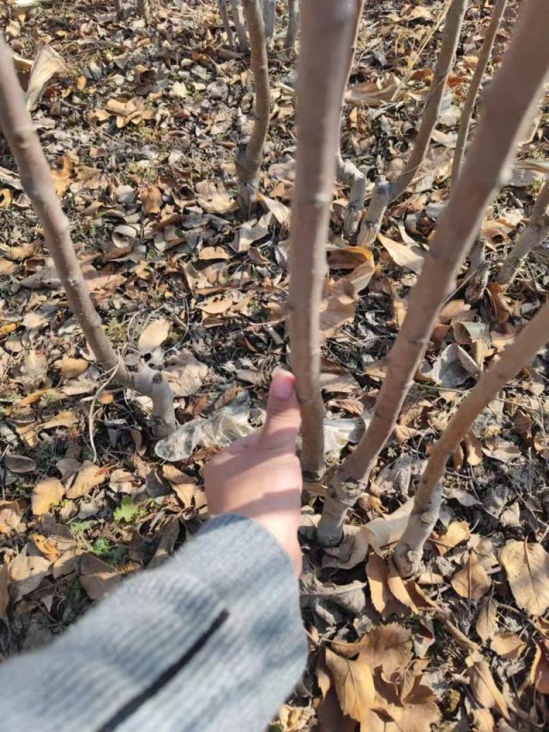 苹果苗