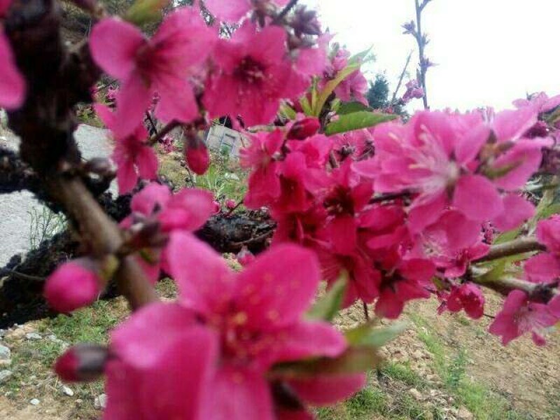 广东省连平红花鹰嘴桃水蜜桃苗
