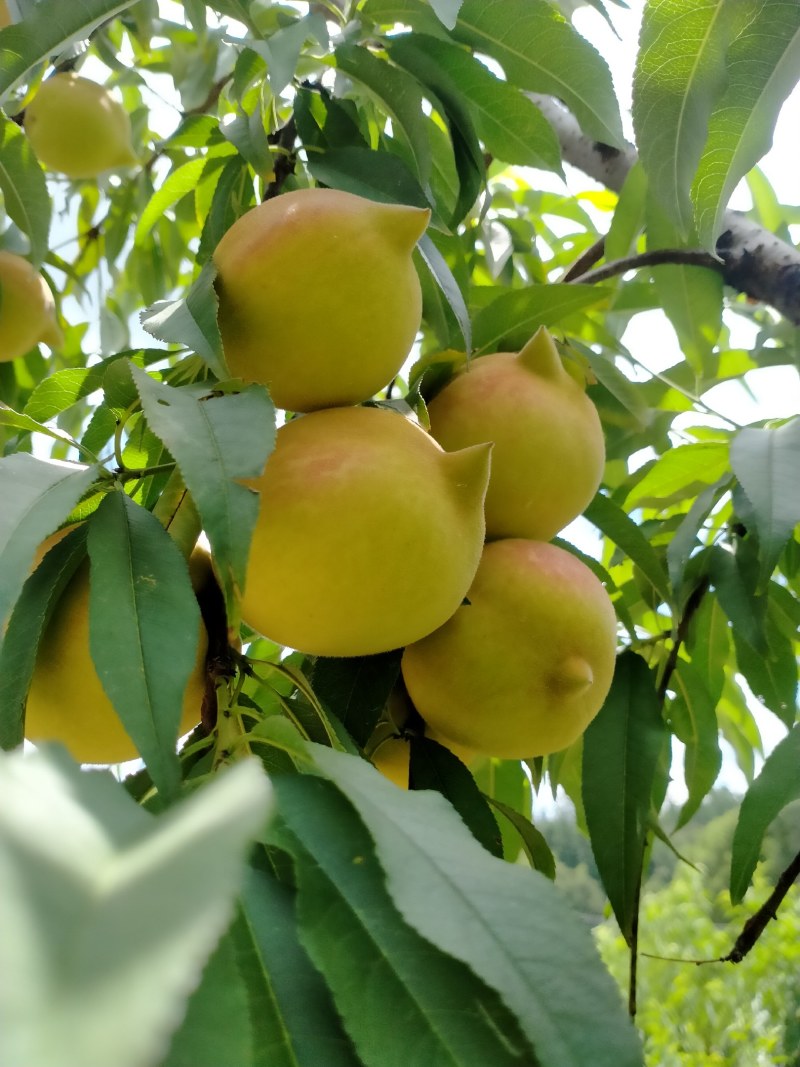 广东省连平红花鹰嘴桃水蜜桃苗