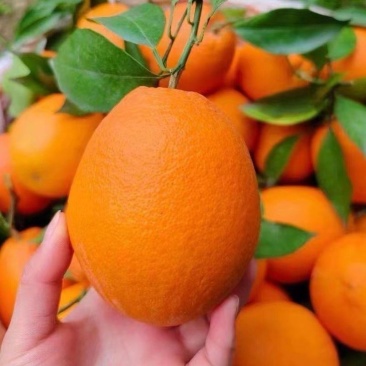 江西赣州甜橙子精装脐橙甜新鲜水果批发价，