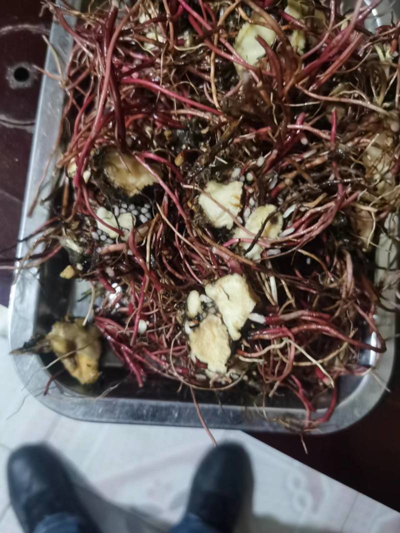 紫菀，水洗全切通货。陕西产地，品质保障