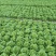 生菜精品生菜产区一手货源实力代办保质保量