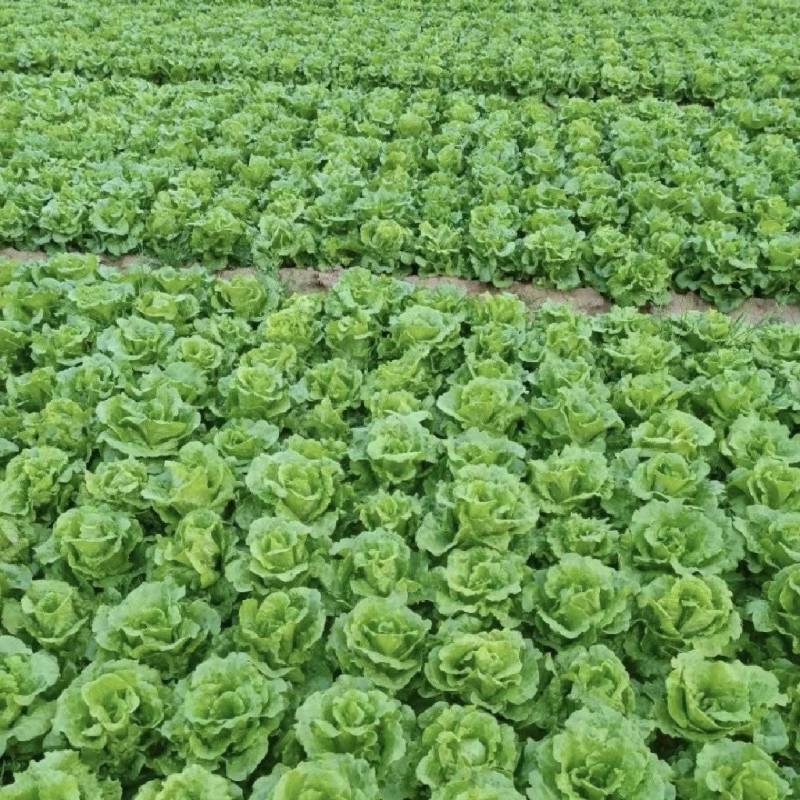 生菜精品生菜产区一手货源实力代办保质保量