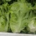 生菜精品生菜产区一手货源实力代办保质保量