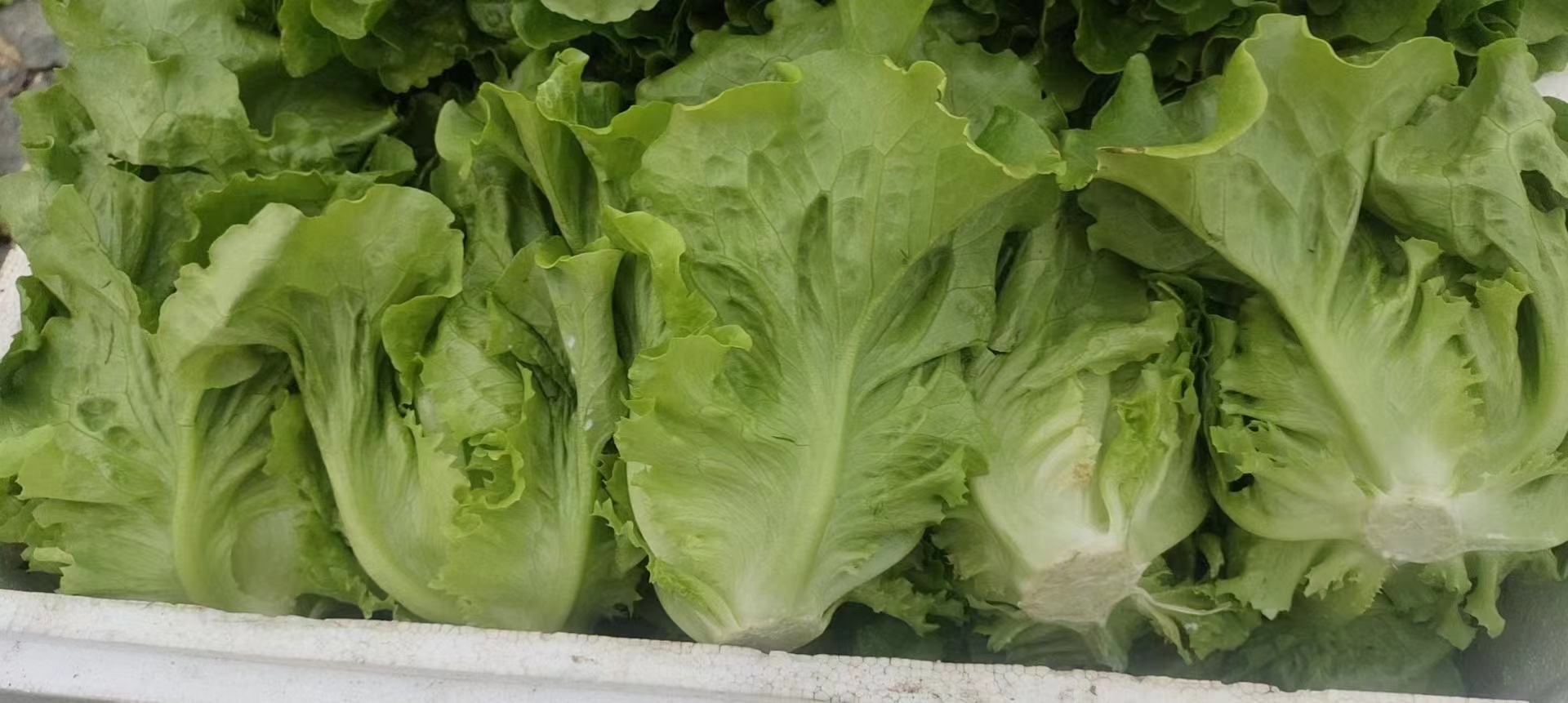 卷心菜沙拉与圆生菜沙拉