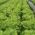 生菜精品生菜产区一手货源实力代办保质保量