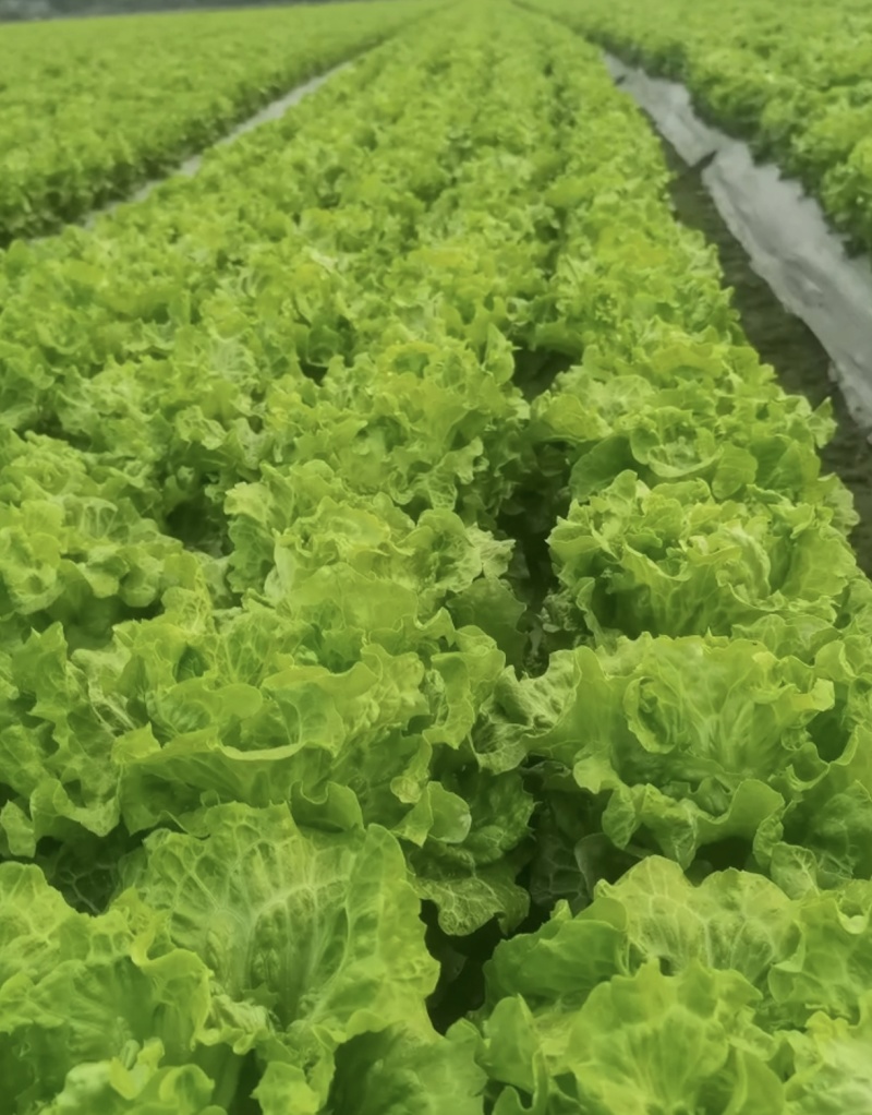 生菜精品生菜产区一手货源实力代办保质保量
