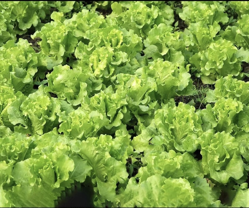 生菜精品生菜产区一手货源实力代办保质保量