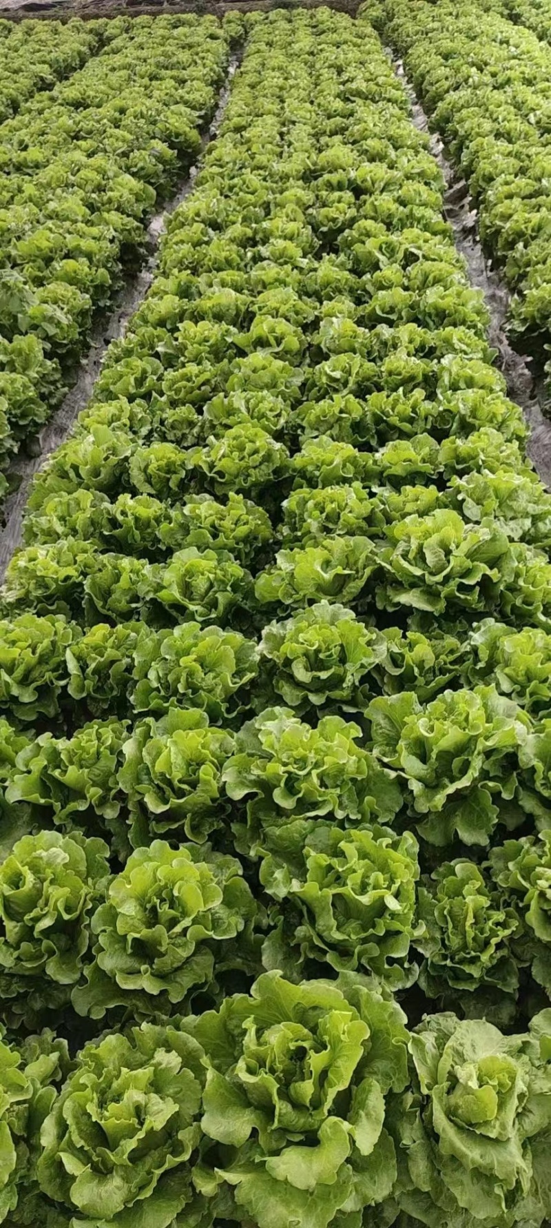 生菜精品生菜产区一手货源实力代办保质保量