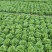 生菜精品生菜产区一手货源实力代办保质保量